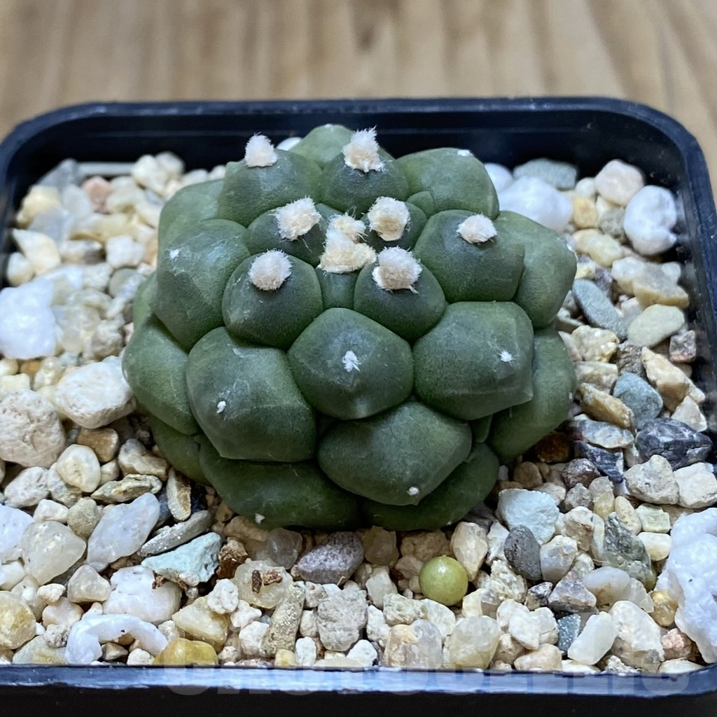 SHPR42267 Astrophytum asterias ‘Kikko’ - Зображення 2