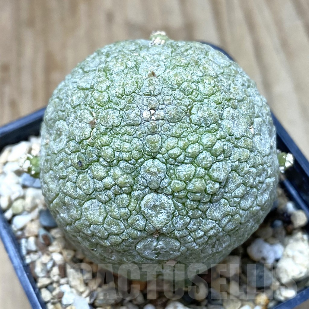SHPR42262 Pseudolithos migiurtinus