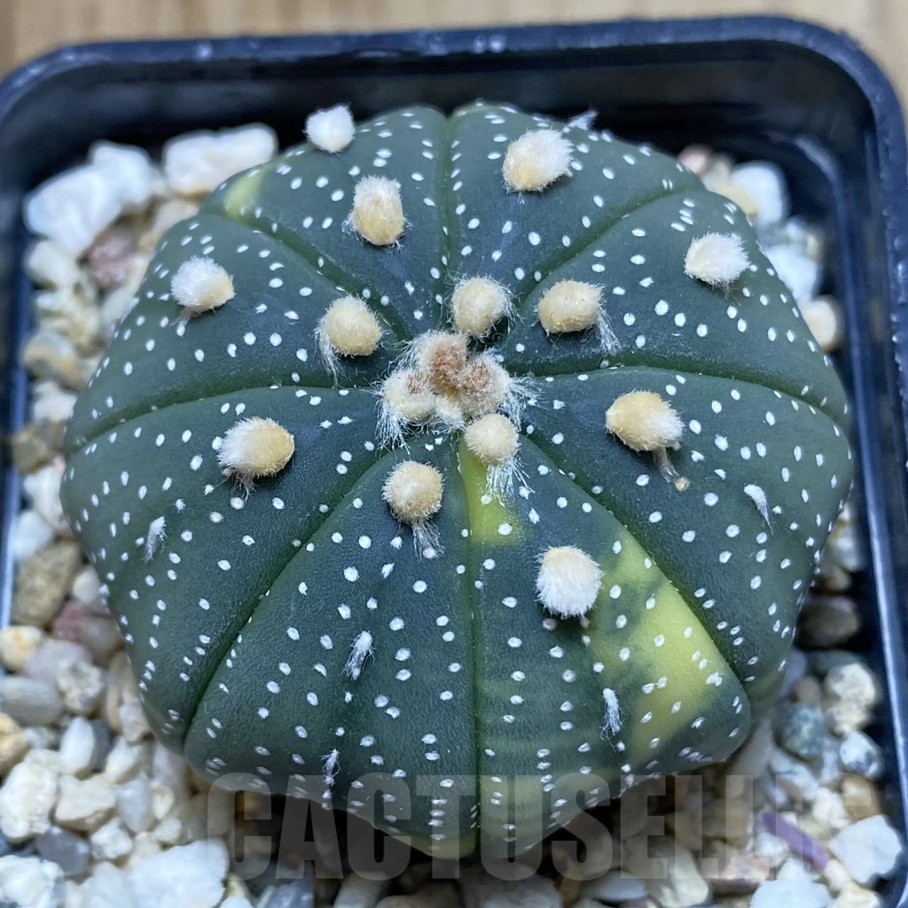 SHPR42271 Astrophytum asterias f. variegata