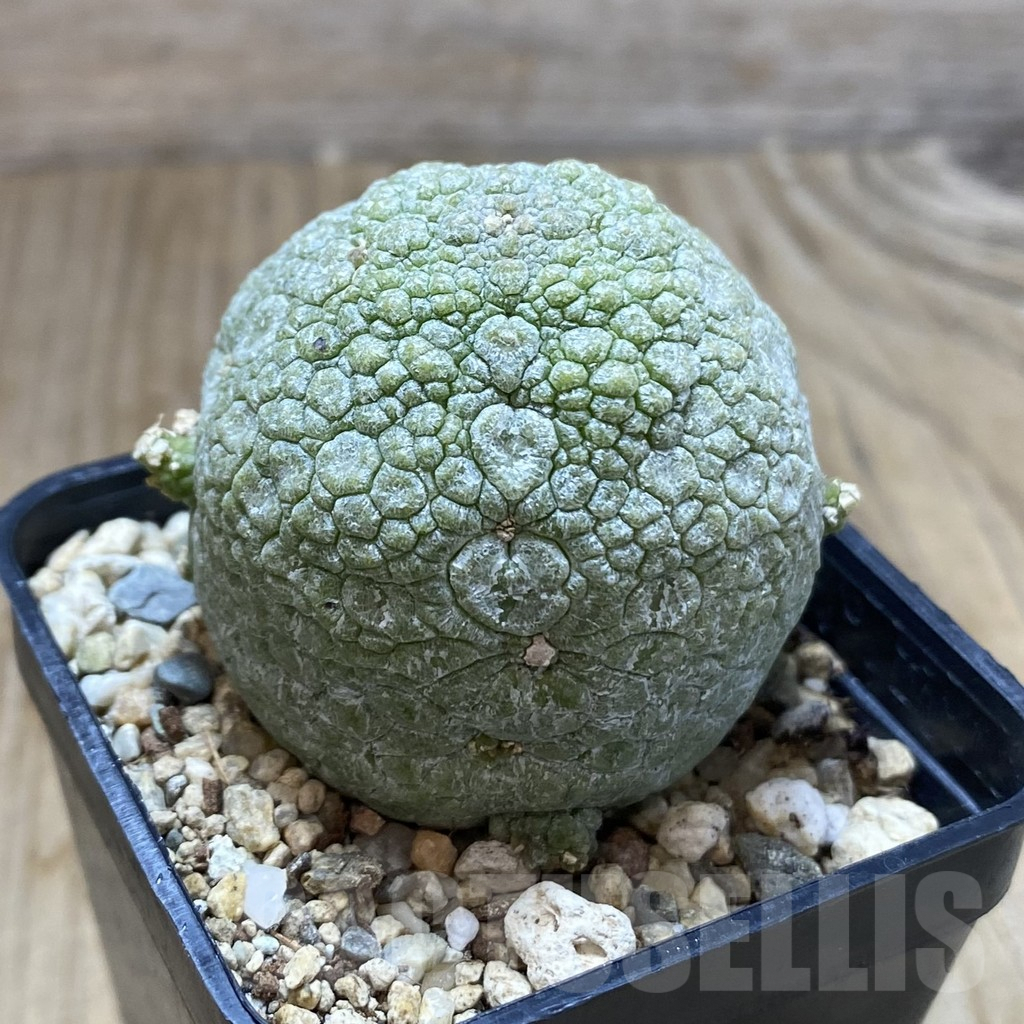 SHPR42262 Pseudolithos migiurtinus - 画像 (2)