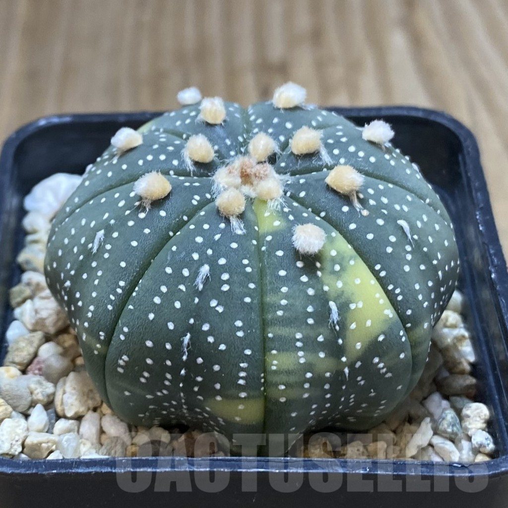 SHPR42271 Astrophytum asterias f. variegata - Зображення 2