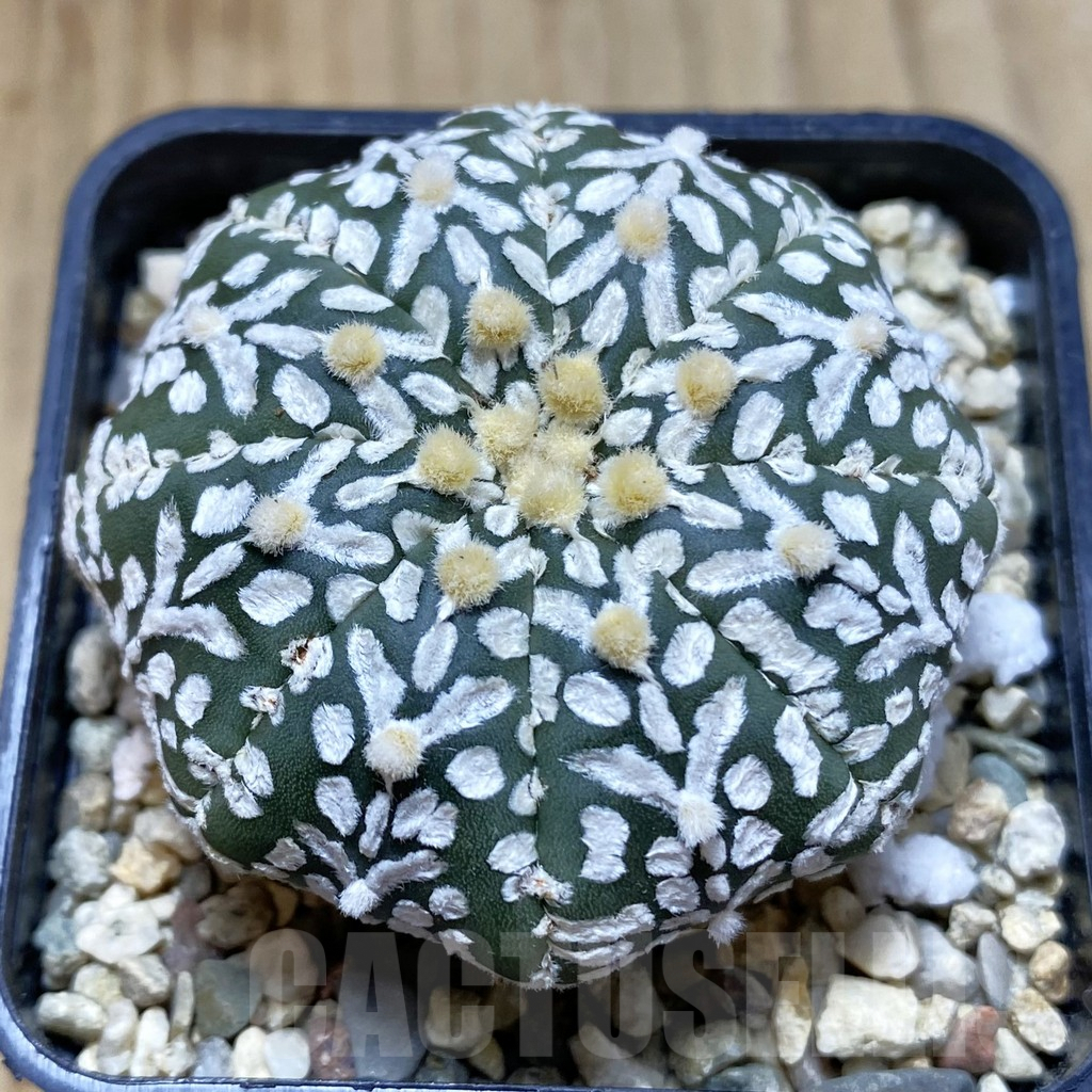SHPR42276 Astrophytum asterias ‘Super Kabuto’ V-type