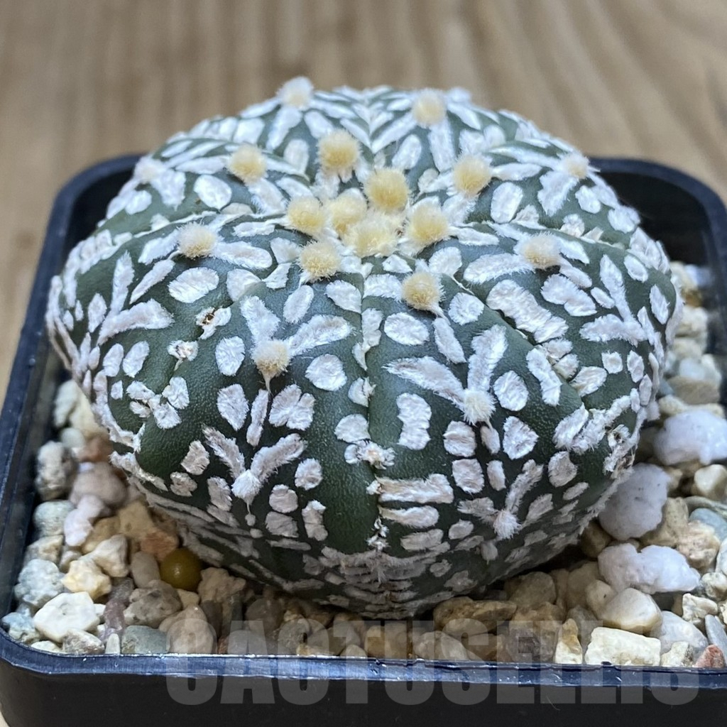 SHPR42276 Astrophytum asterias ‘Super Kabuto’ V-type - Image 2