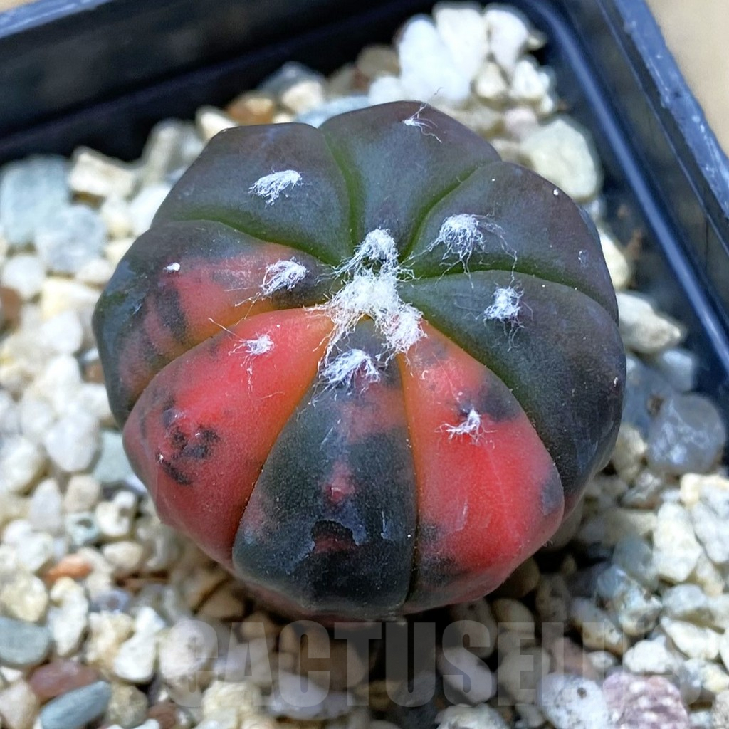 SHPR42277 Astrophytum asterias ‘Red Purple Skin’ f. variegata