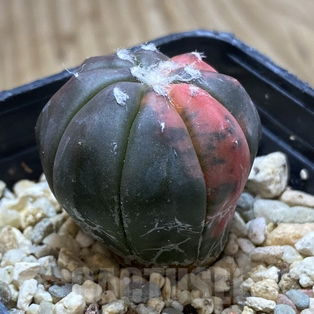 SHPR42277 Astrophytum asterias ‘Red Purple Skin’ f. variegata - Image 2