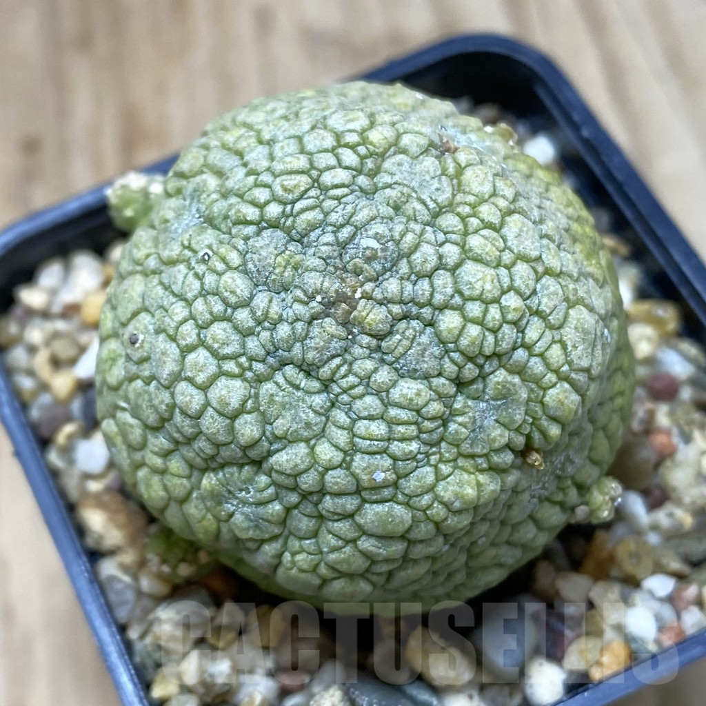 SHPR42263 Pseudolithos migiurtinus