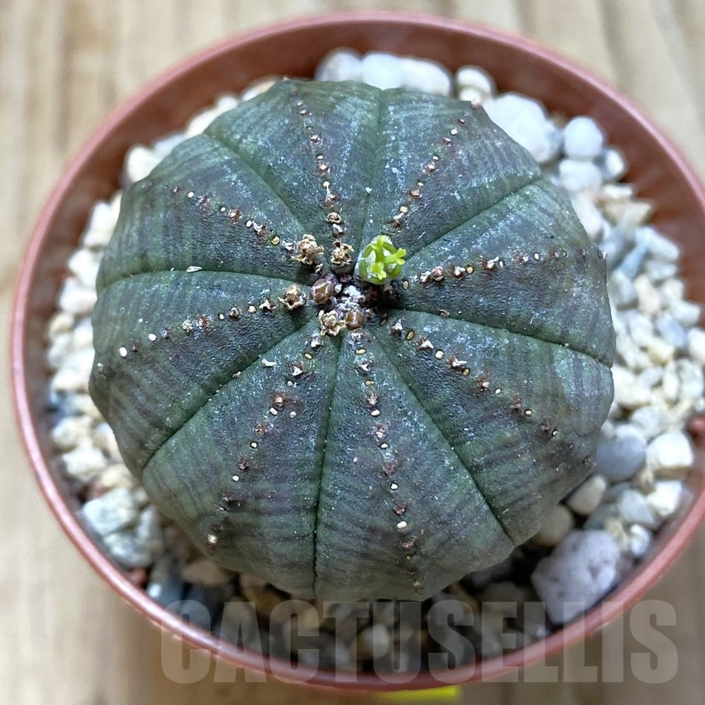 SET212 Euphorbia obesa ♀ ♂, 2 plants