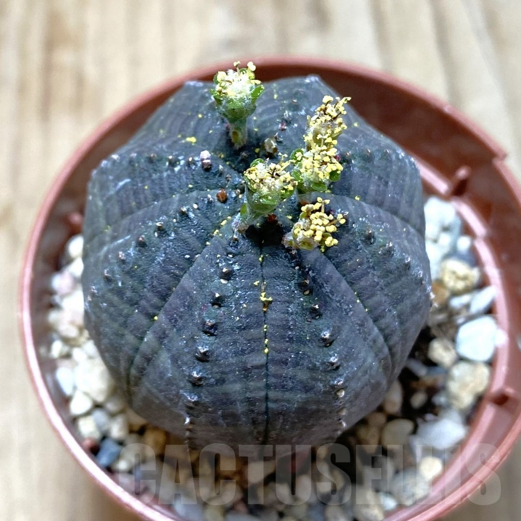 SET212 Euphorbia obesa ♀ ♂, 2 plants - 画像 (2)