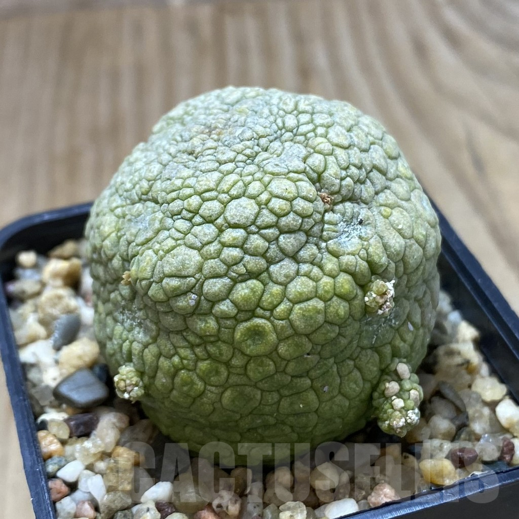 SHPR42263 Pseudolithos migiurtinus - immagine 2