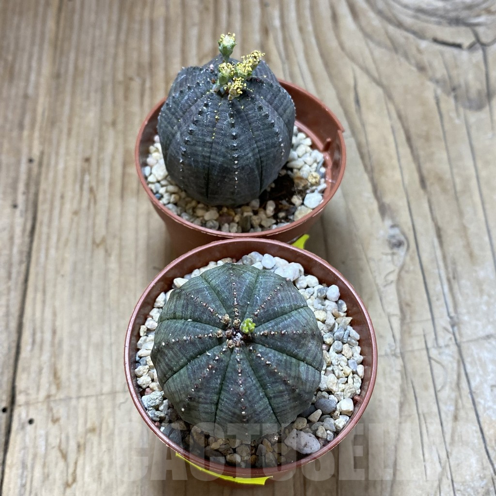 SET212 Euphorbia obesa ♀ ♂, 2 plants - 画像 (3)