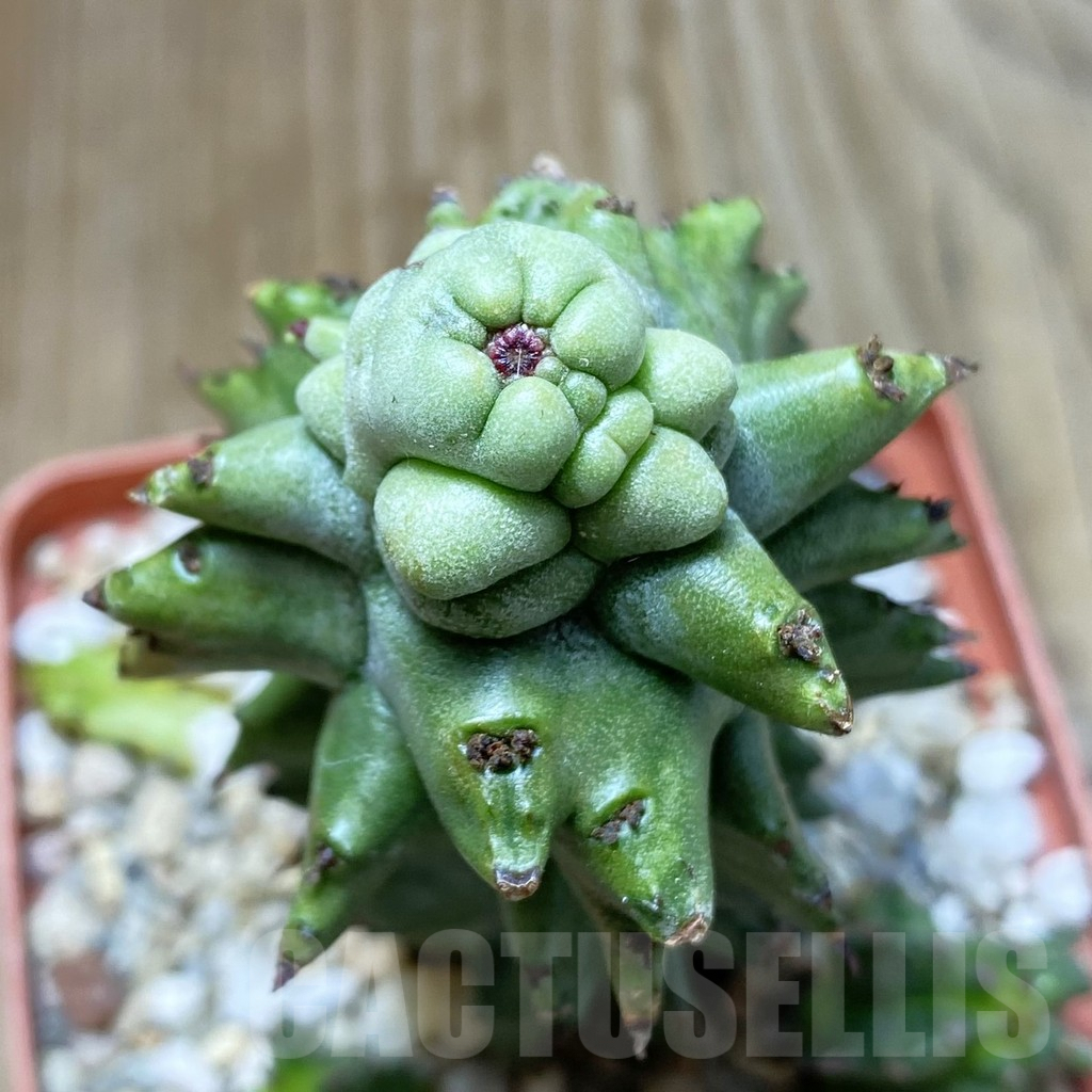 SHPR42283 Euphorbia horrida f. monstrosa
