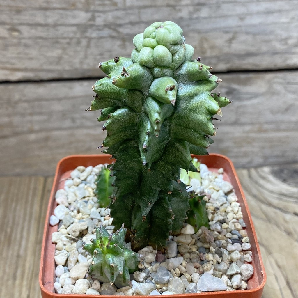 SHPR42283 Euphorbia horrida f. monstrosa - Image 2