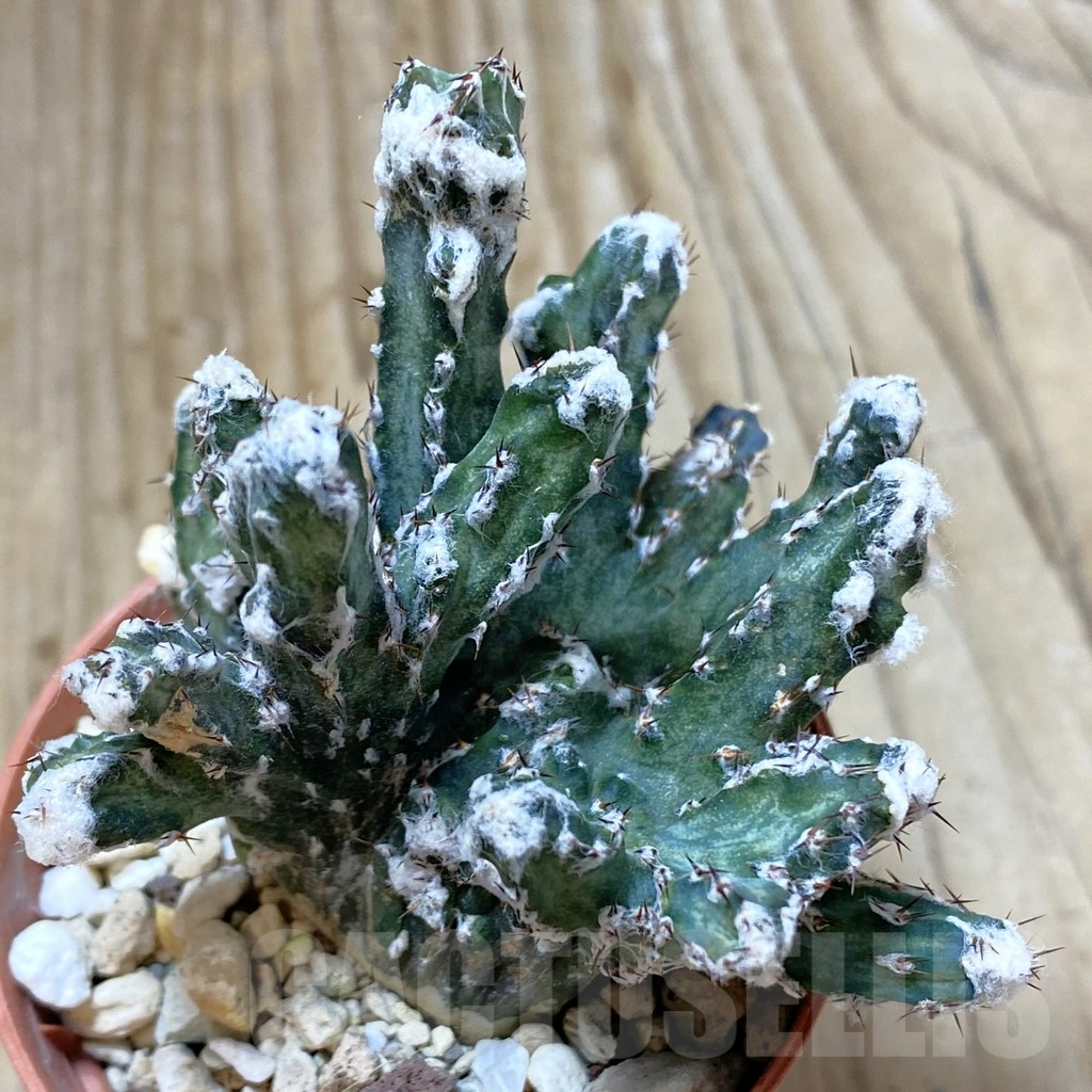 SHPR42284 Monvillea spegazzinii f. monstrosa