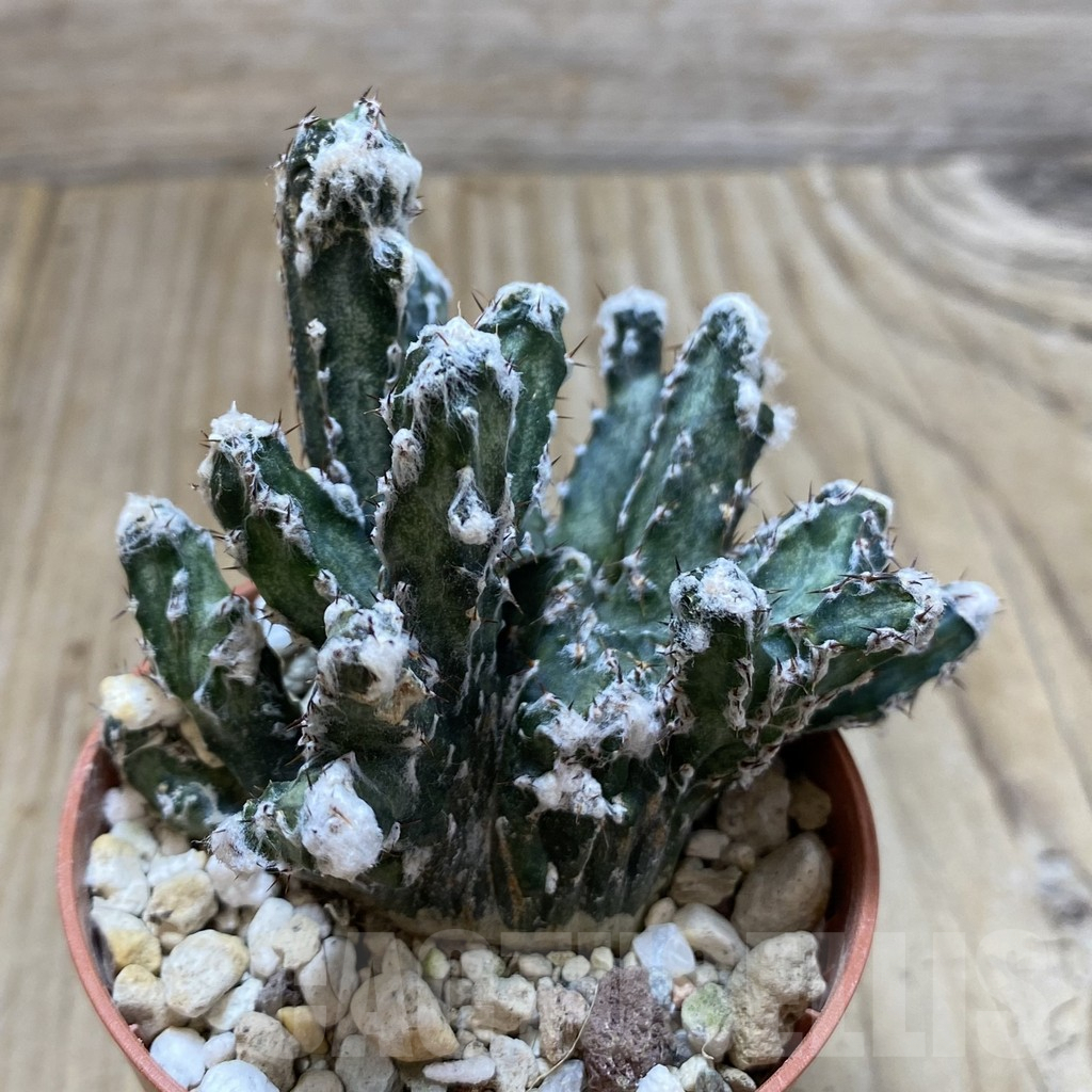 SHPR42284 Monvillea spegazzinii f. monstrosa - Image 2