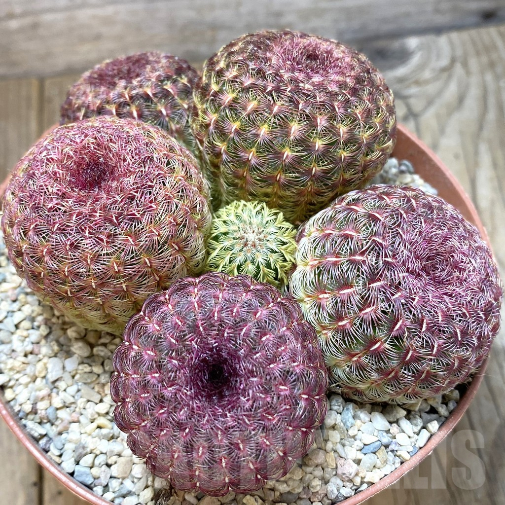 SHPR42285 Echinocereus rigidissimus v. rubispinus