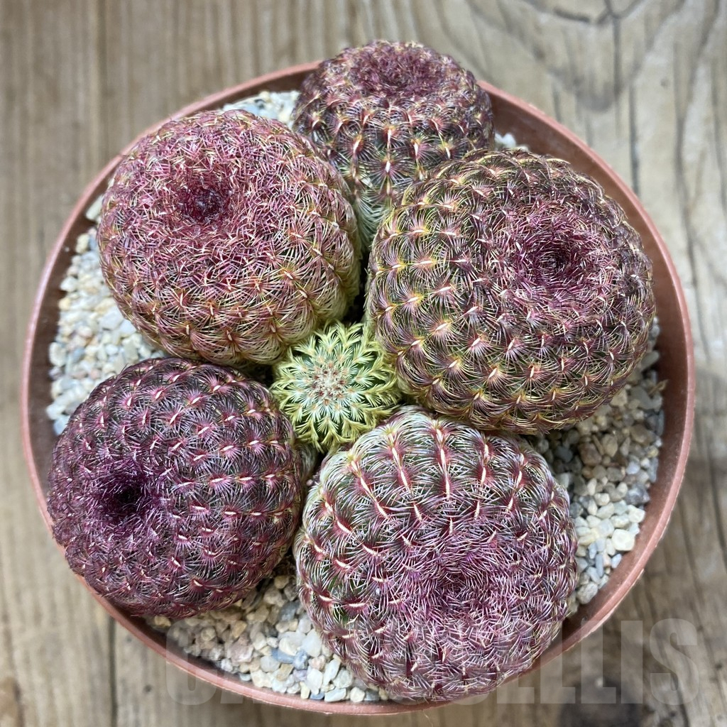 SHPR42285 Echinocereus rigidissimus v. rubispinus - Imagen 2