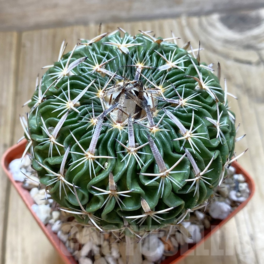 SHPR42286 Echinofossulocactus kellerianus, old 10 years