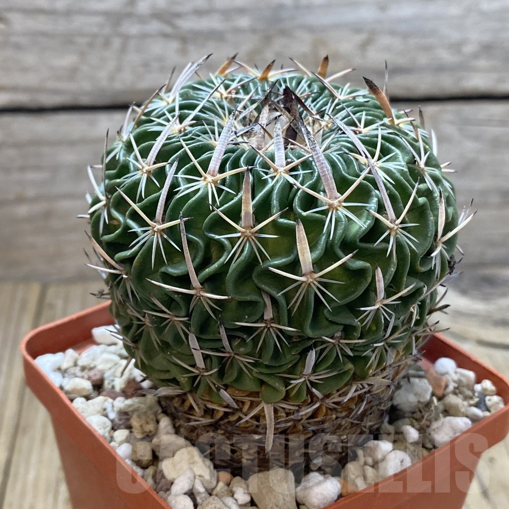SHPR42286 Echinofossulocactus kellerianus, old 10 years - Obrázek 2