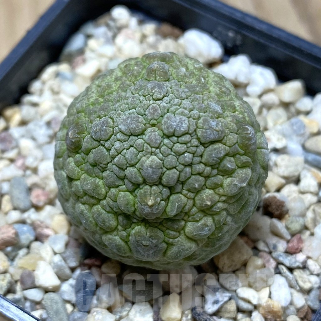 SHPR42264 Pseudolithos cubiformis