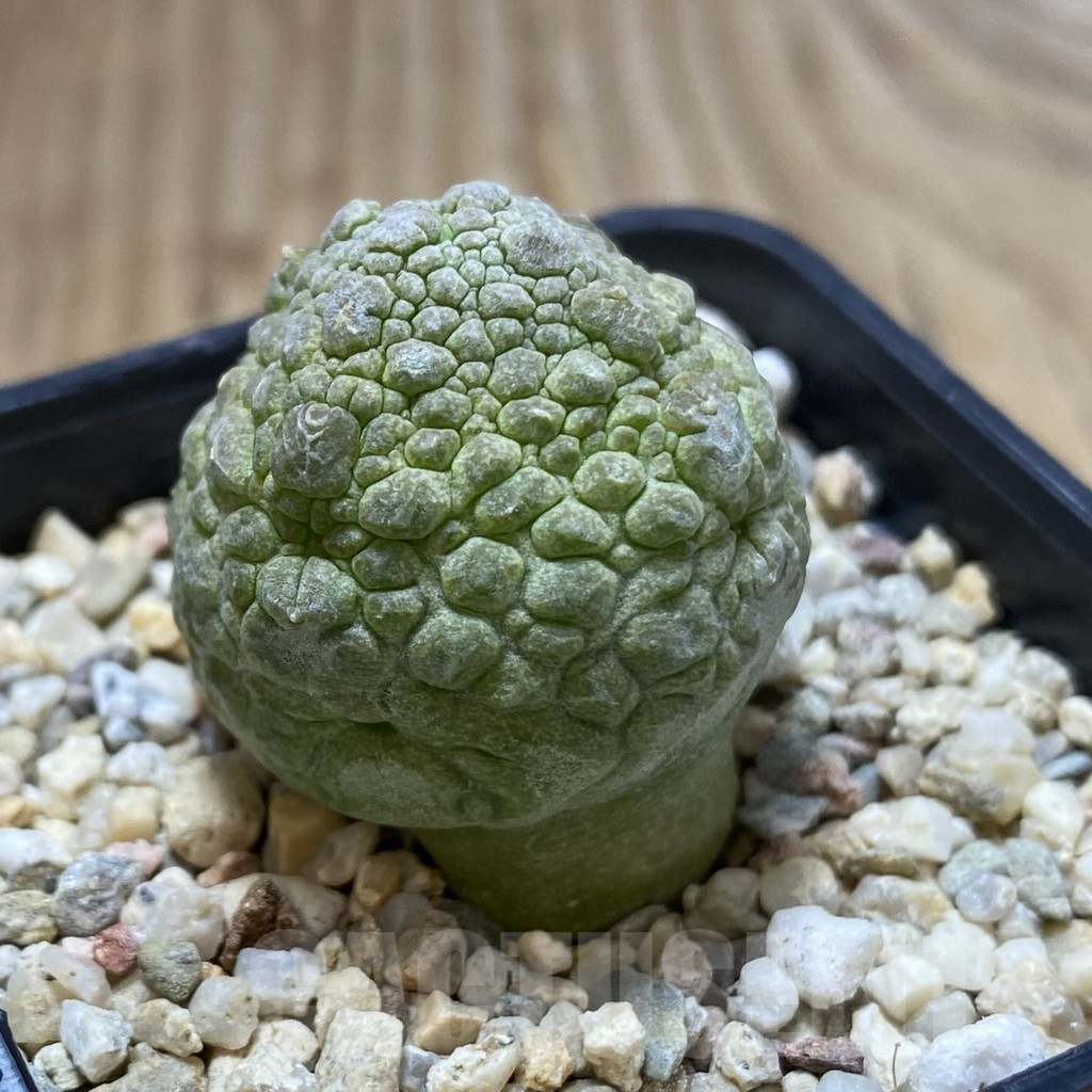 SHPR42264 Pseudolithos cubiformis - Obrázek 2