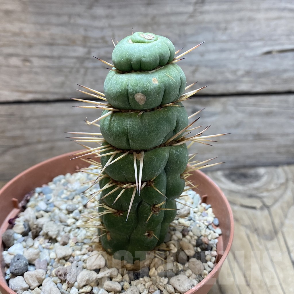 SHPR42399 Eulychnia castanea 'Spiralis' - Image 2