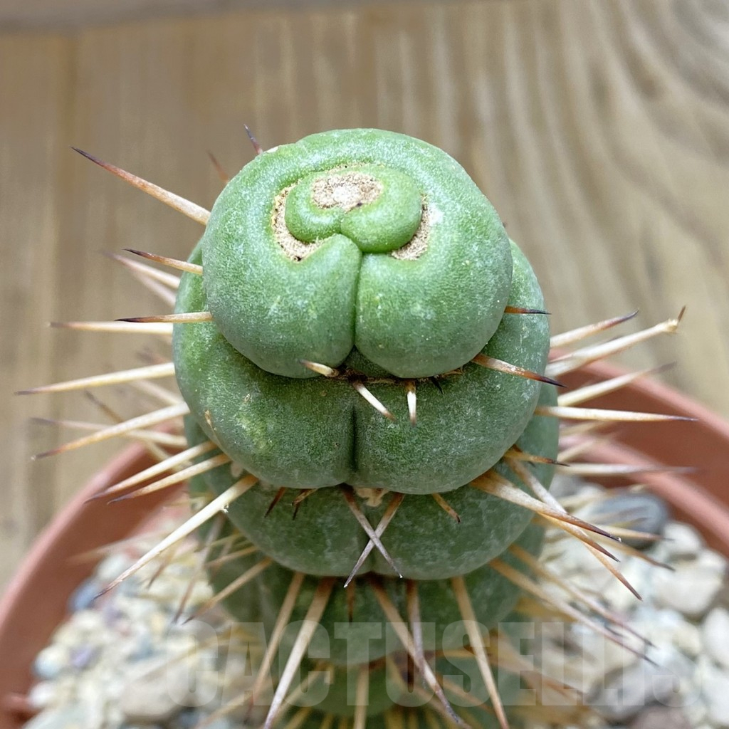 SHPR42399 Eulychnia castanea 'Spiralis'