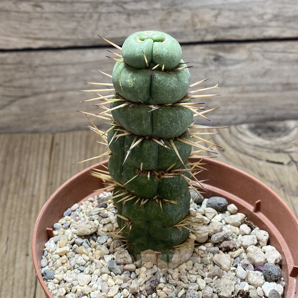 SHPR42399 Eulychnia castanea 'Spiralis' - Image 3