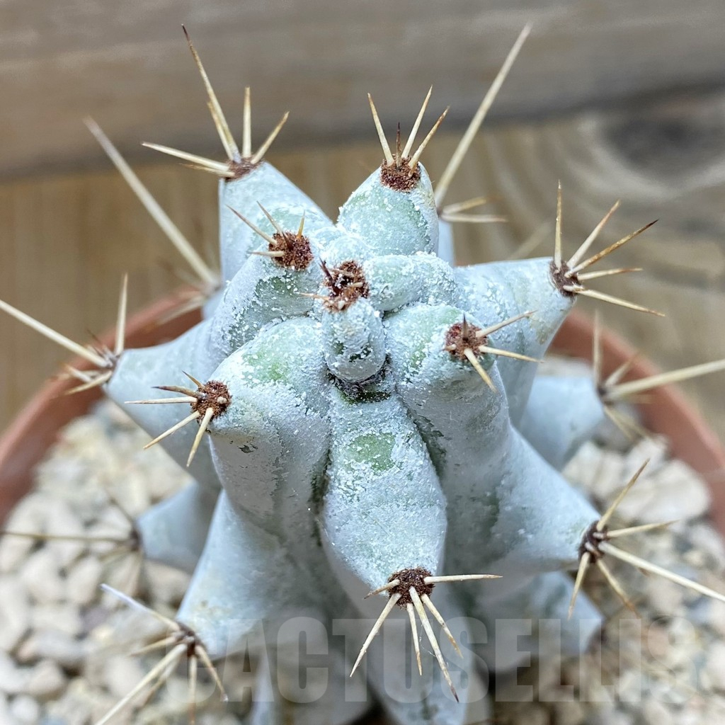 SHPR42400 Stenocereus beneckei