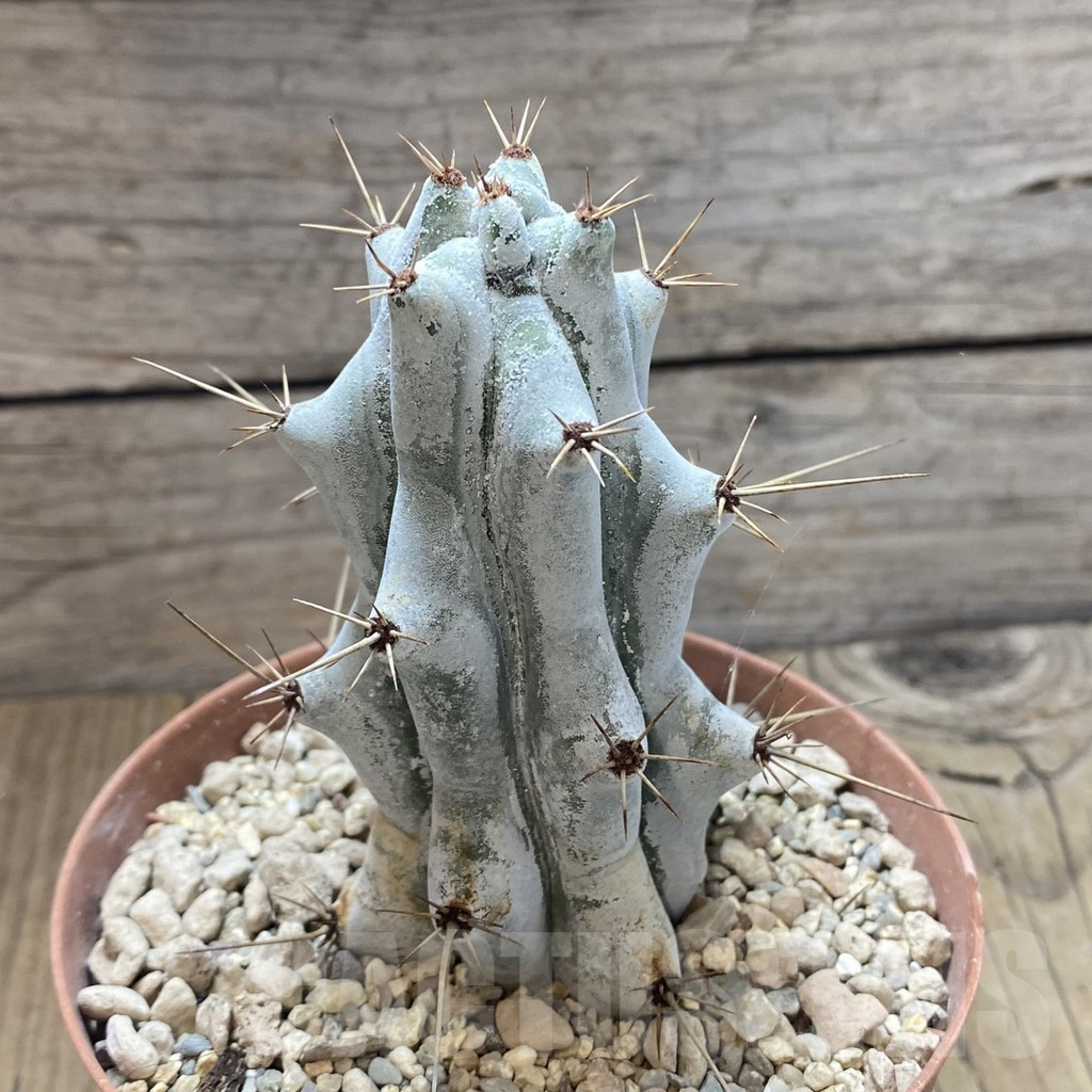 SHPR42400 Stenocereus beneckei - Image 2