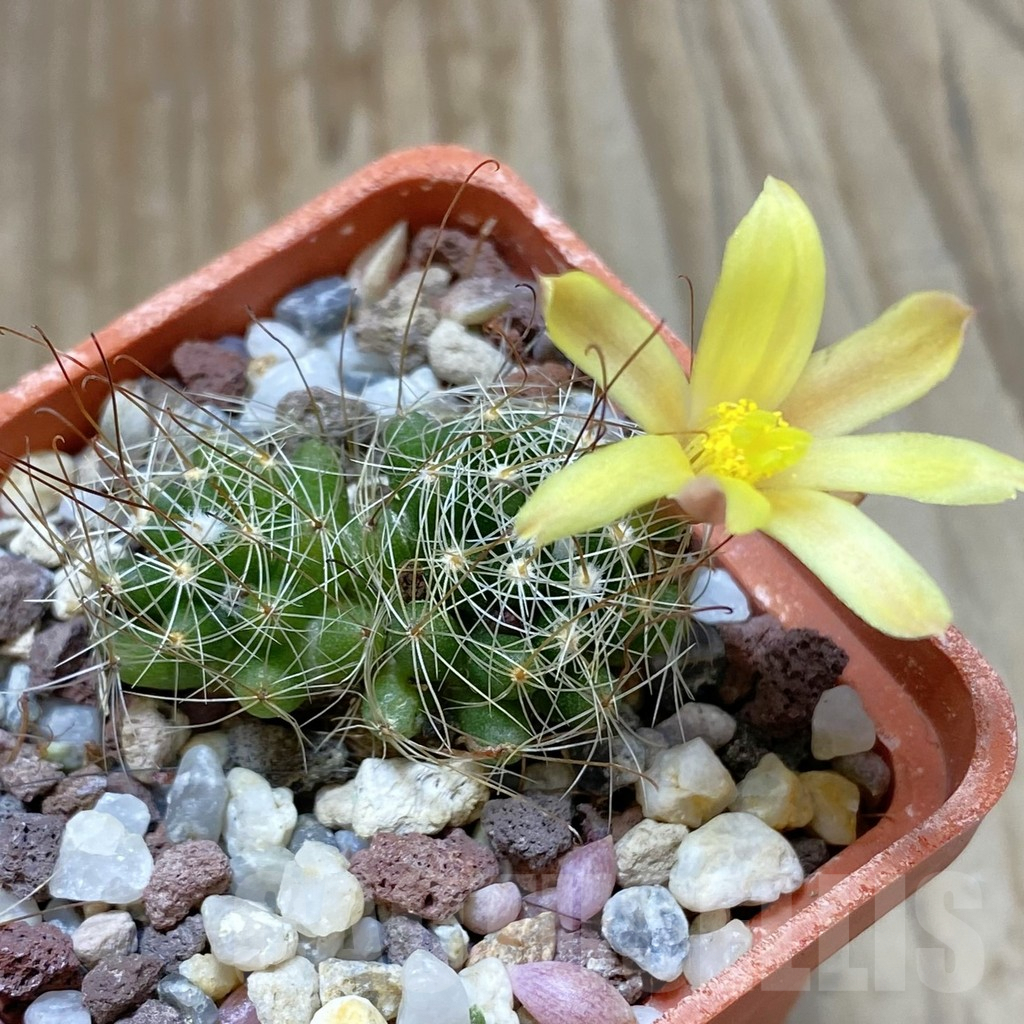 SHPR42401 Mammillaria surculosa