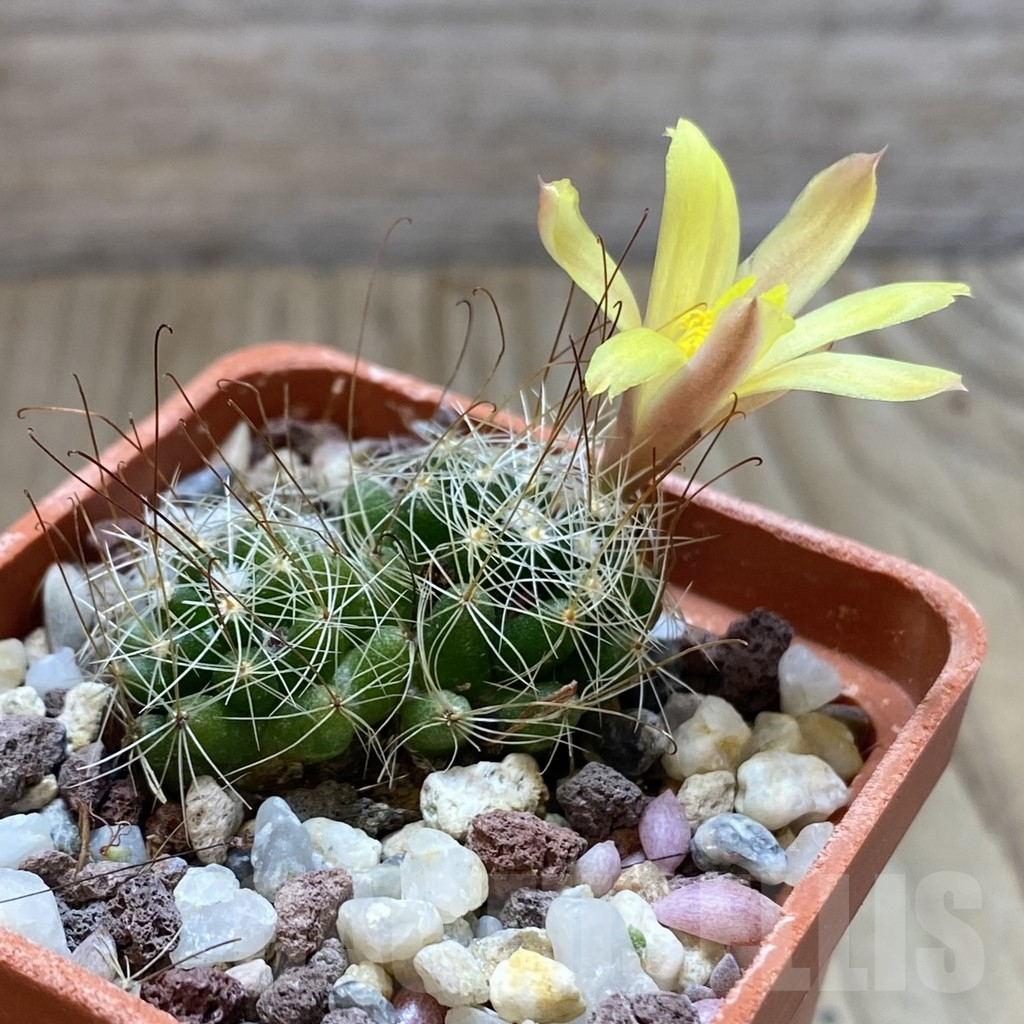 SHPR42401 Mammillaria surculosa – Bild 2