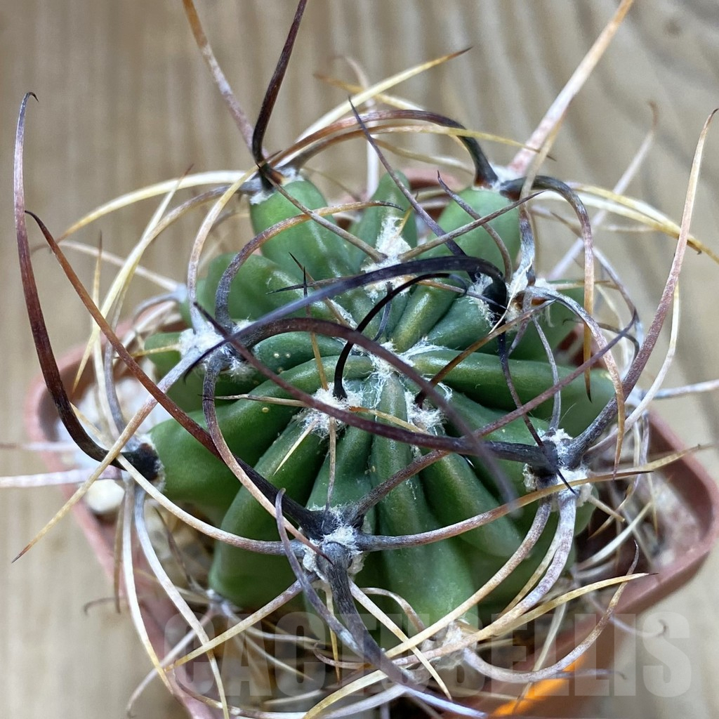 SHPR42404 Lobivia ferox v. longispina