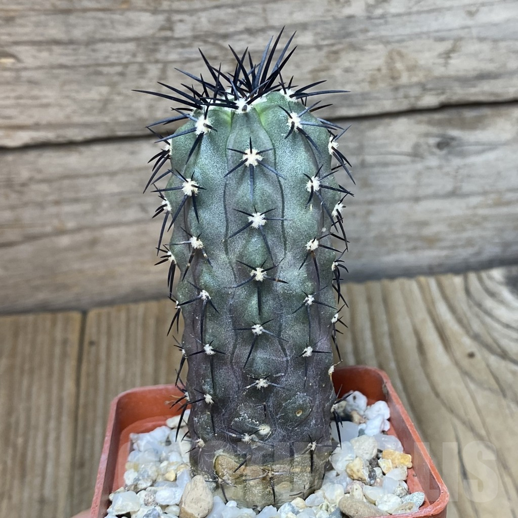 SHPR42405 Copiapoa calderana – Image 2