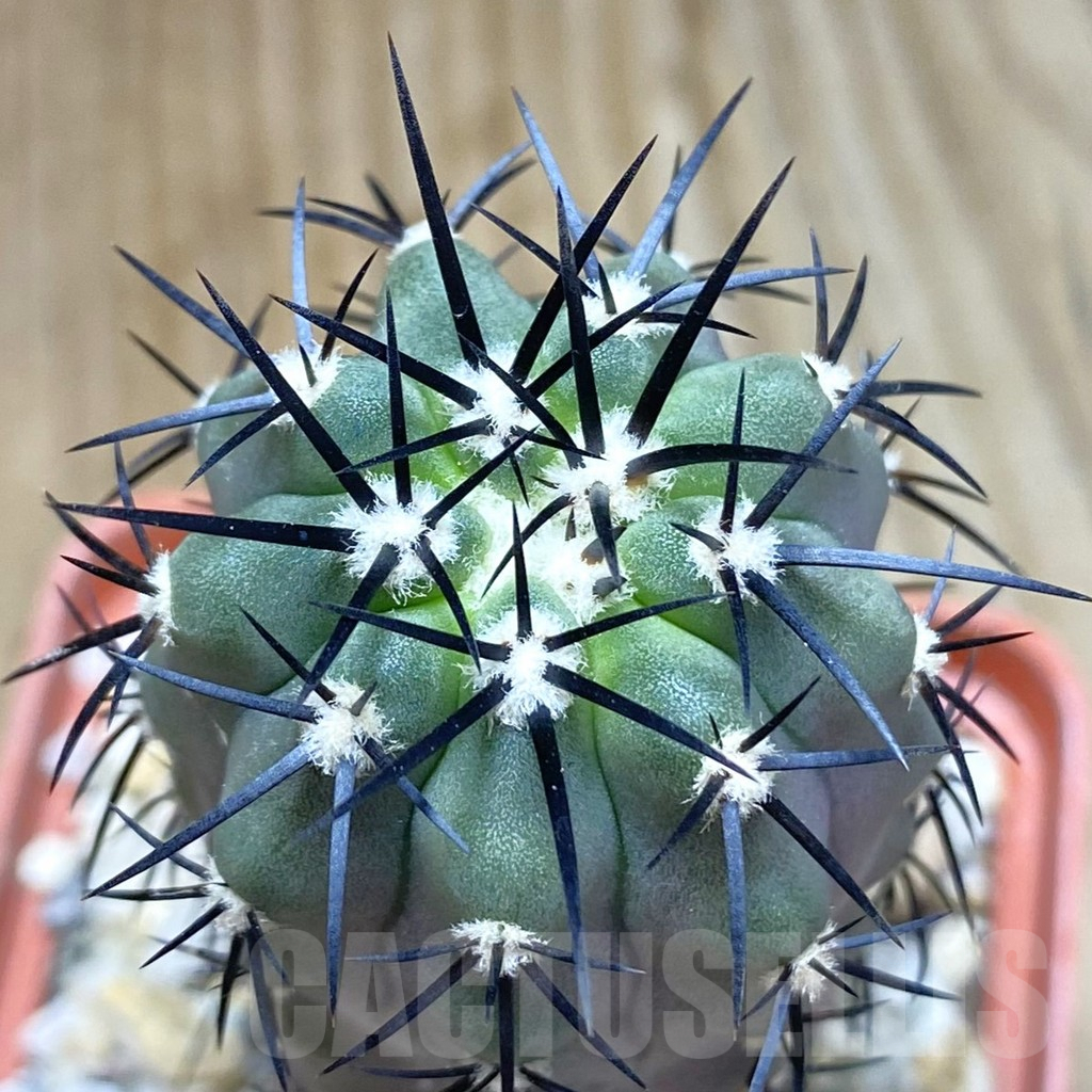 SHPR42405 Copiapoa calderana