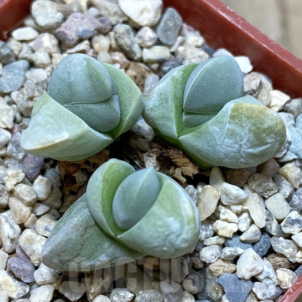 SHPR42372 Gibbaeum album