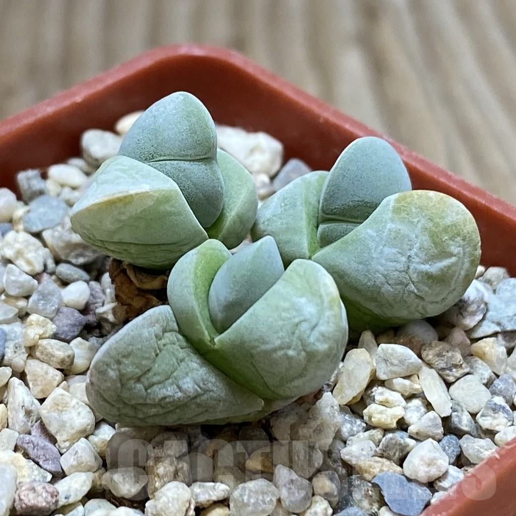 SHPR42372 Gibbaeum album - Image 2