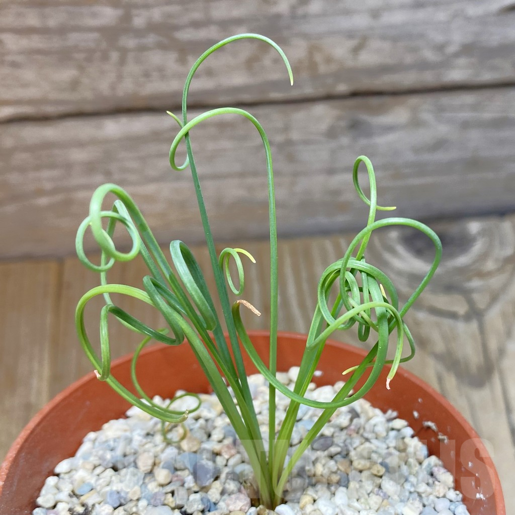 SHPR42420 Albuca spiralis