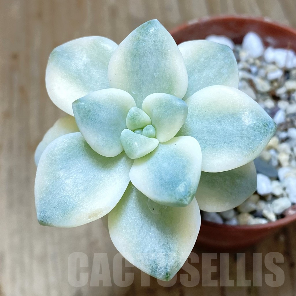 SHPR42423 Graptopetalum ‘Apricot’ f. variegata