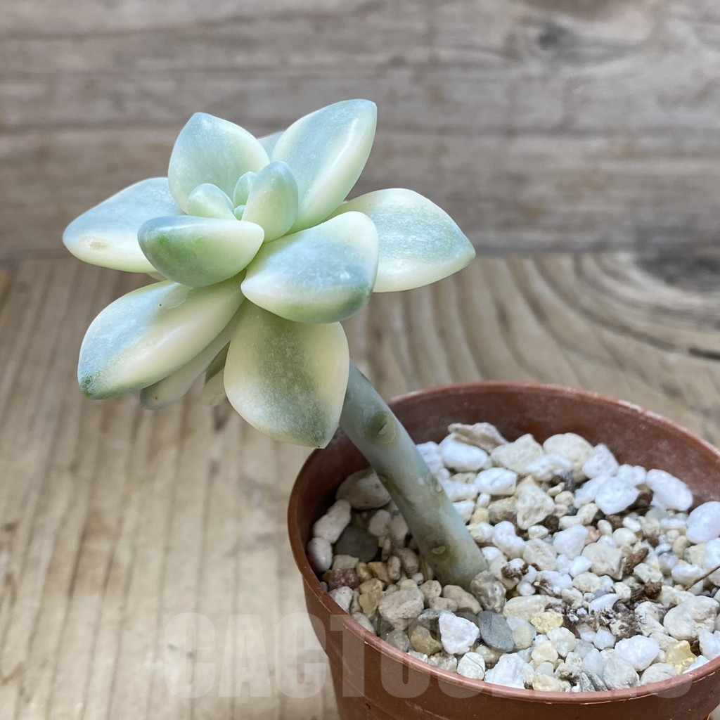 SHPR42423 Graptopetalum ‘Apricot’ f. variegata – Bild 2