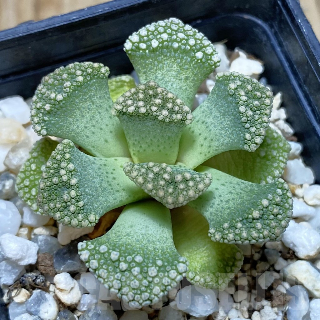 SHPR42373 Titanopsis calcarea
