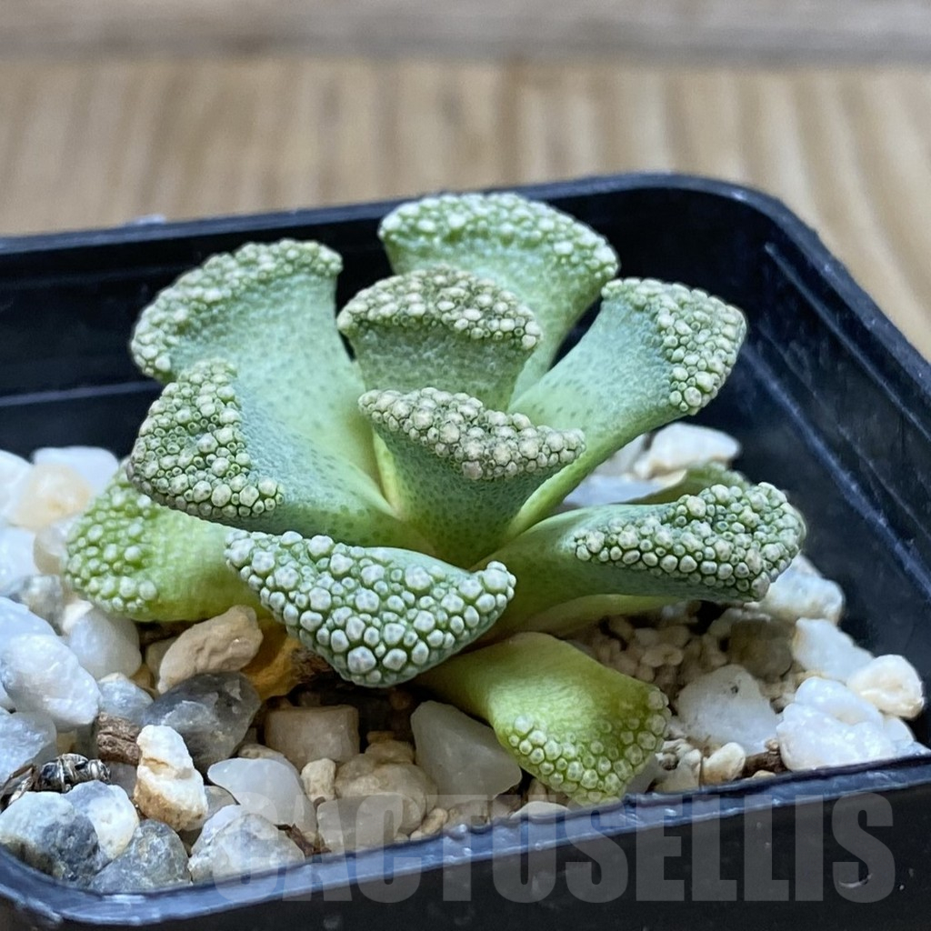 SHPR42373 Titanopsis calcarea - immagine 2