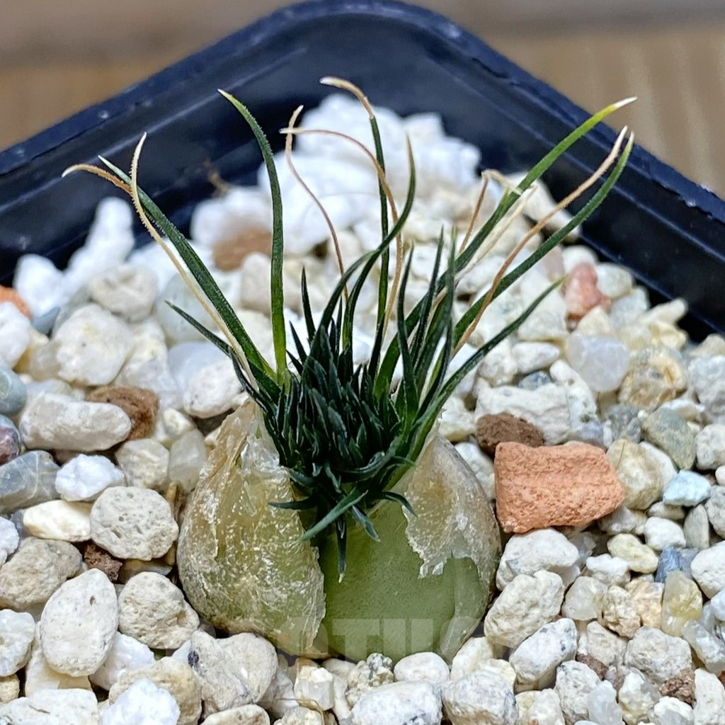 SHPR42378 Ornithogalum sardienii mini form