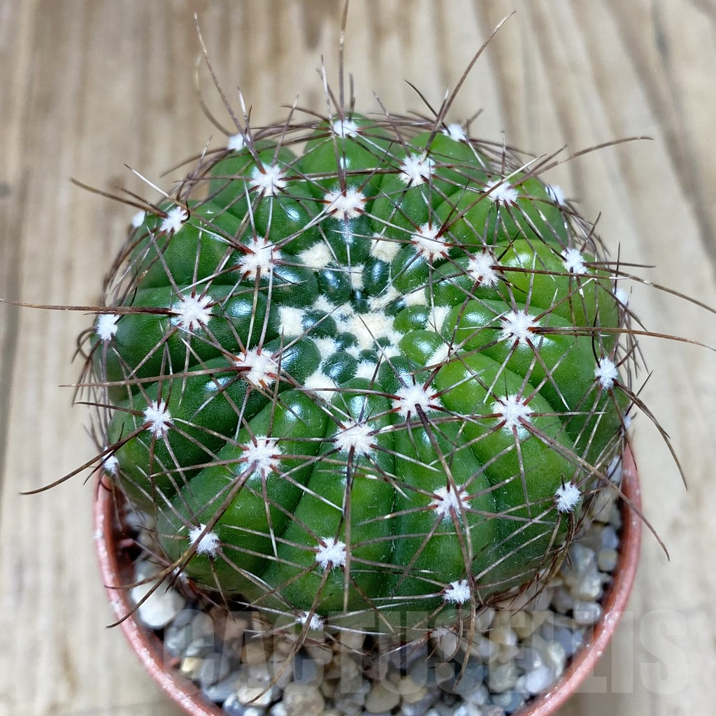 SHPR42381 Notocactus uebelmannianus