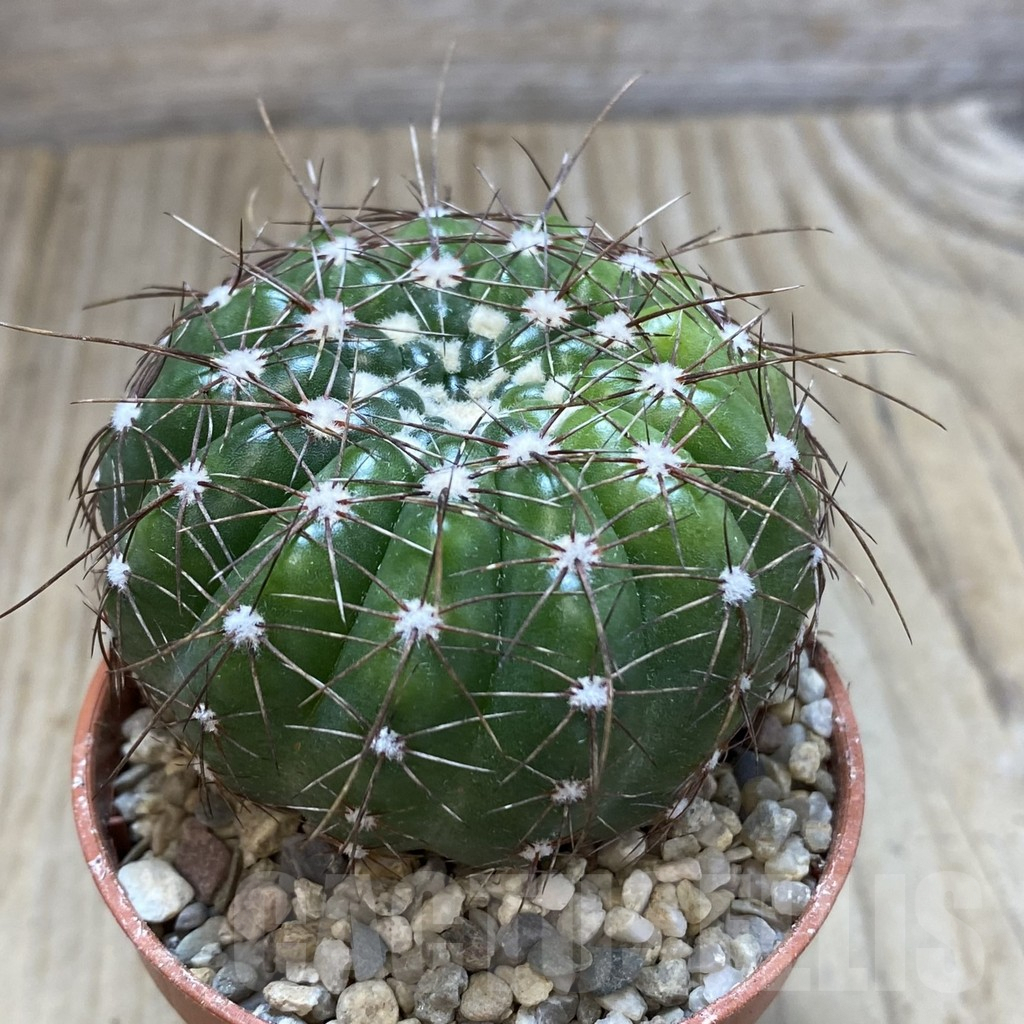 SHPR42381 Notocactus uebelmannianus - Image 2