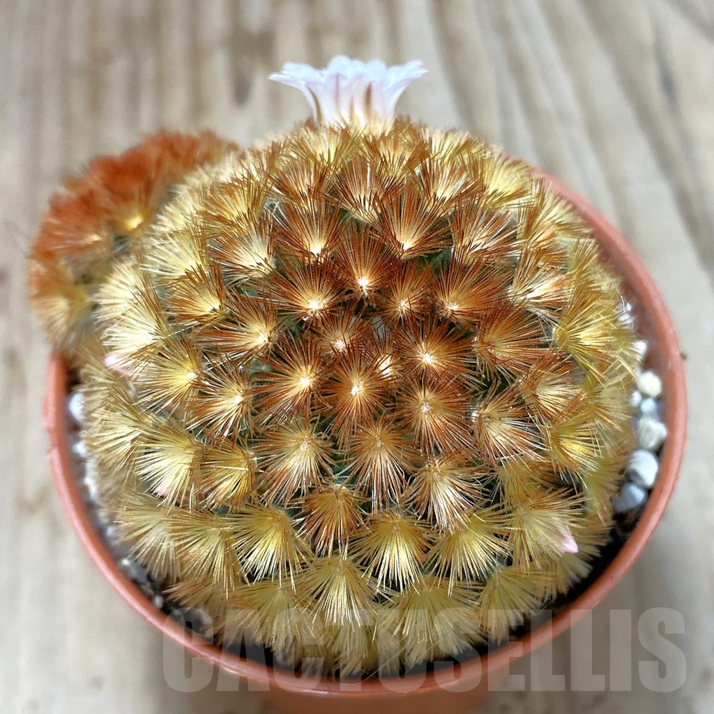 SHPR42382 Mammillaria carmenae f. rubrispina - 画像 (2)