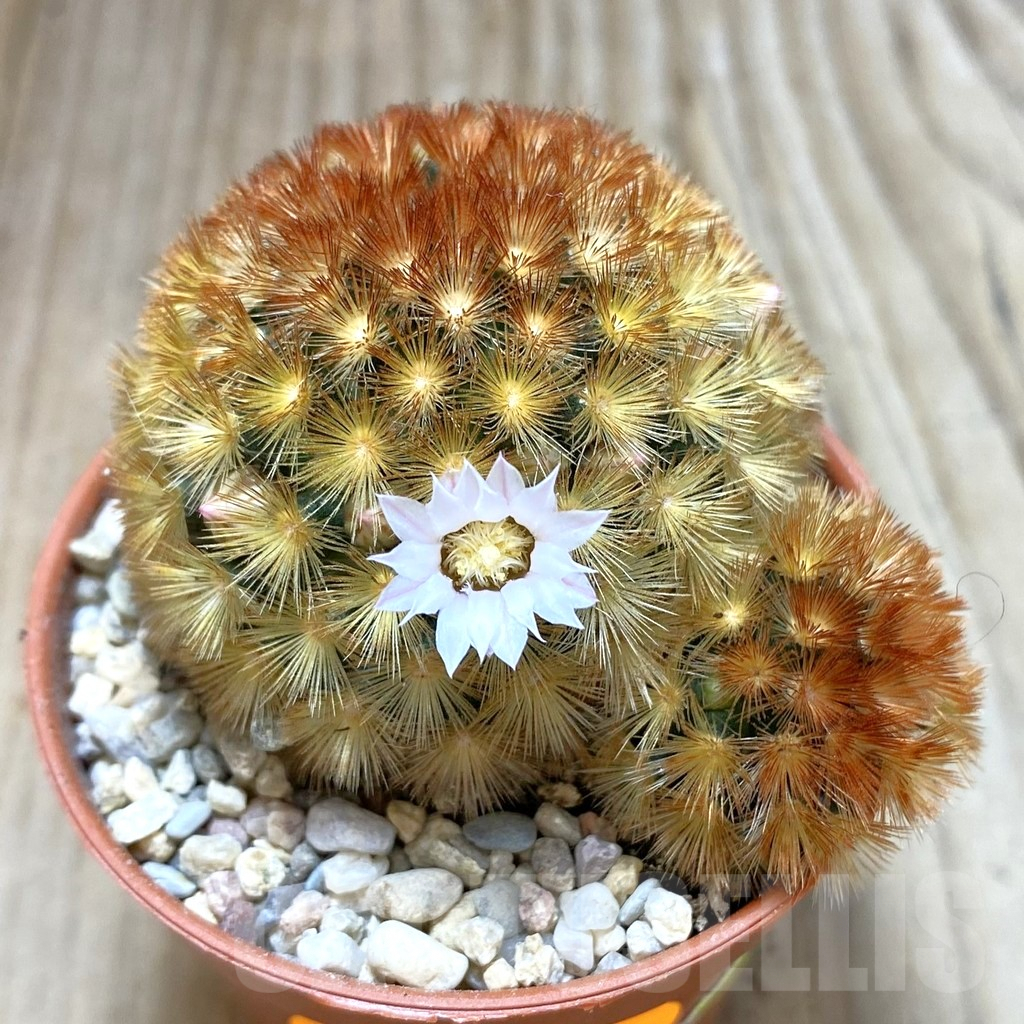 SHPR42382 Mammillaria carmenae f. rubrispina