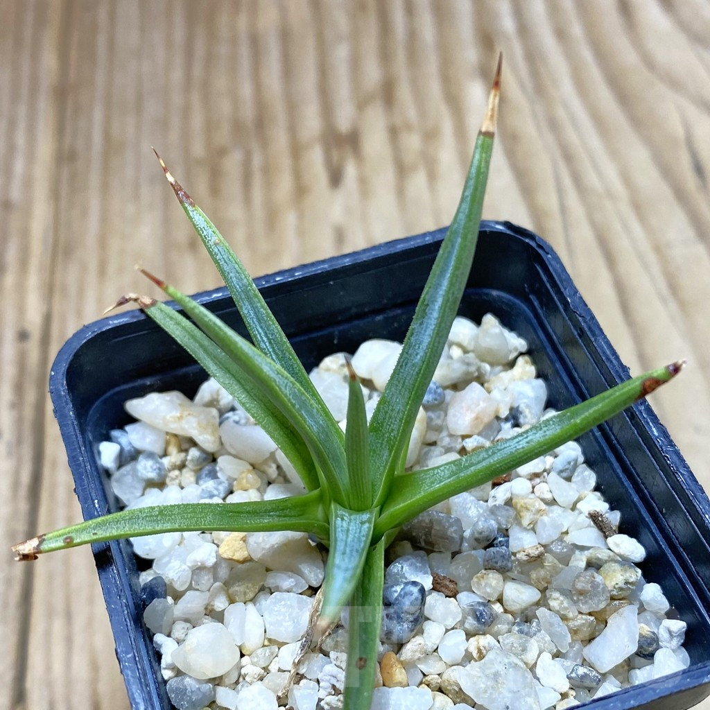 SHPR42369 Agave albopilosa