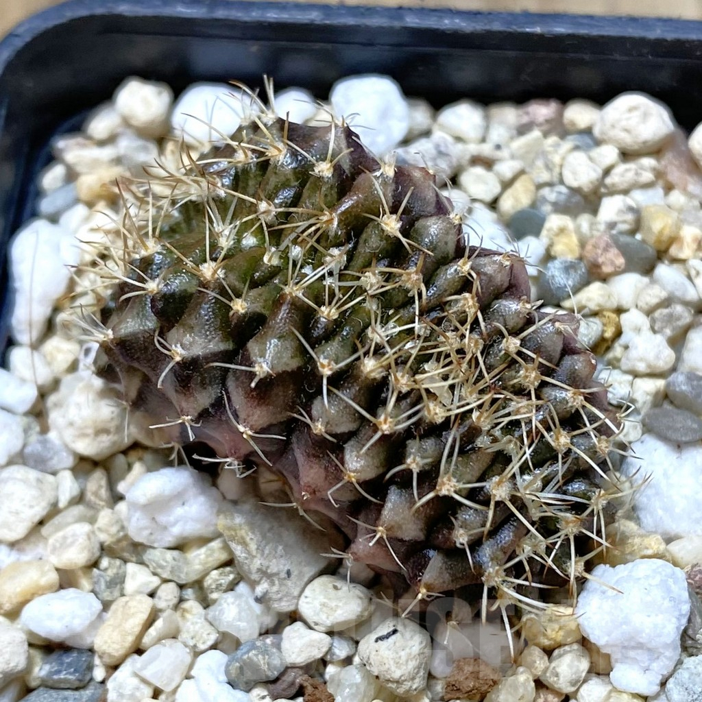 SHPR42385 Gymnocalycium mihanovichii f. cristata