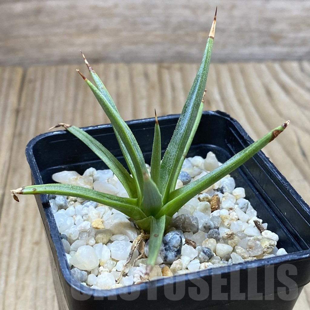 SHPR42369 Agave albopilosa - Image 2