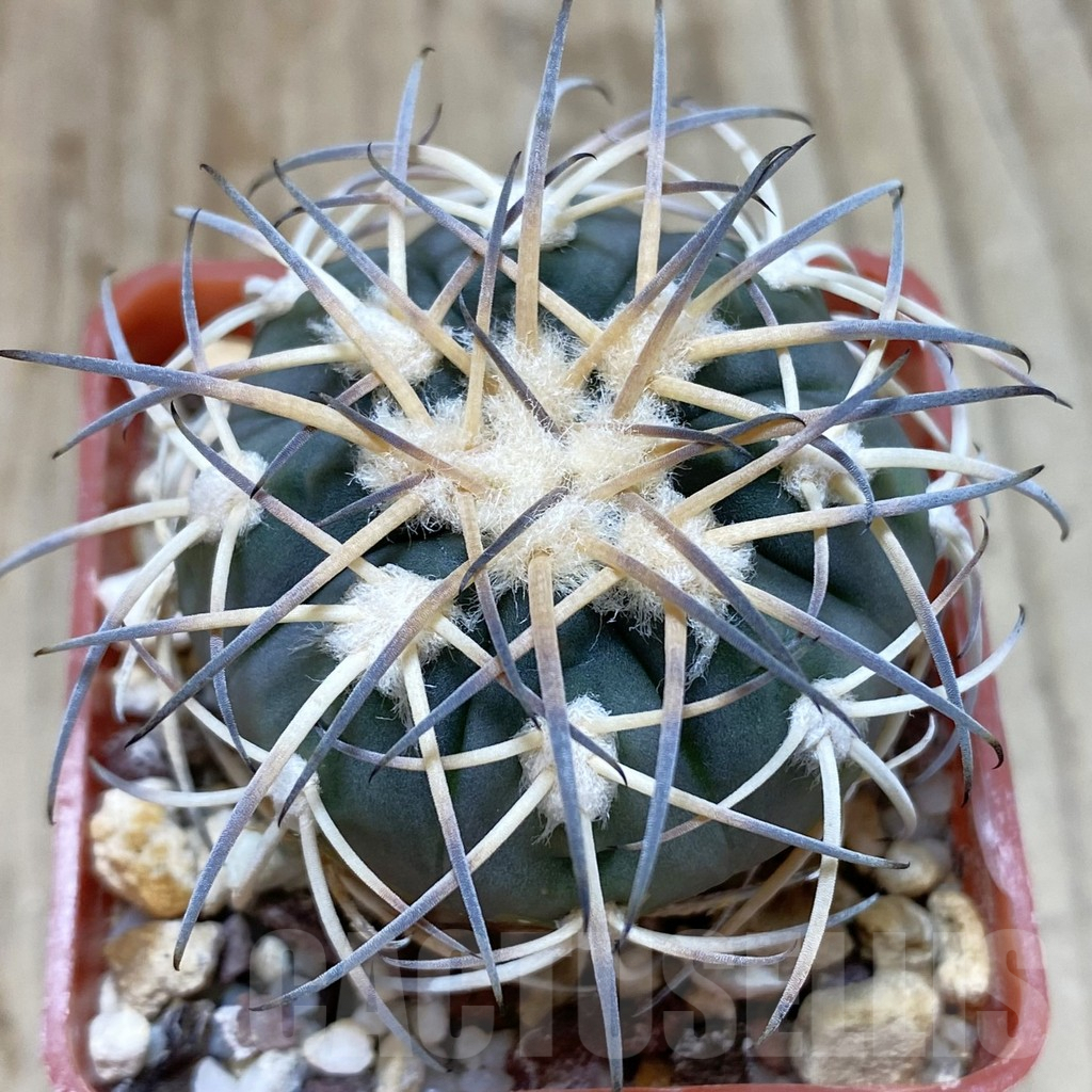 SHPR42425 Gymnocalycium spegazzinii MT 07-286